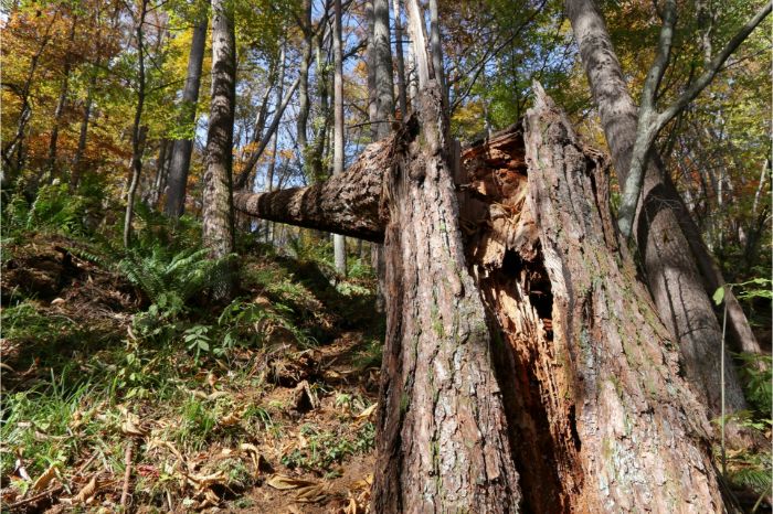 アムロジピンは脂肪肝疾患の人を助けることができますか?